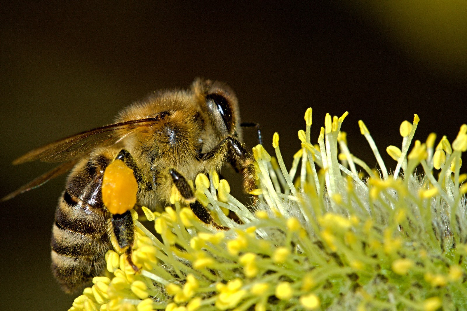 BEE POLLEN Pure Natural Not Processed Bee Pollen Granules 2 lbs