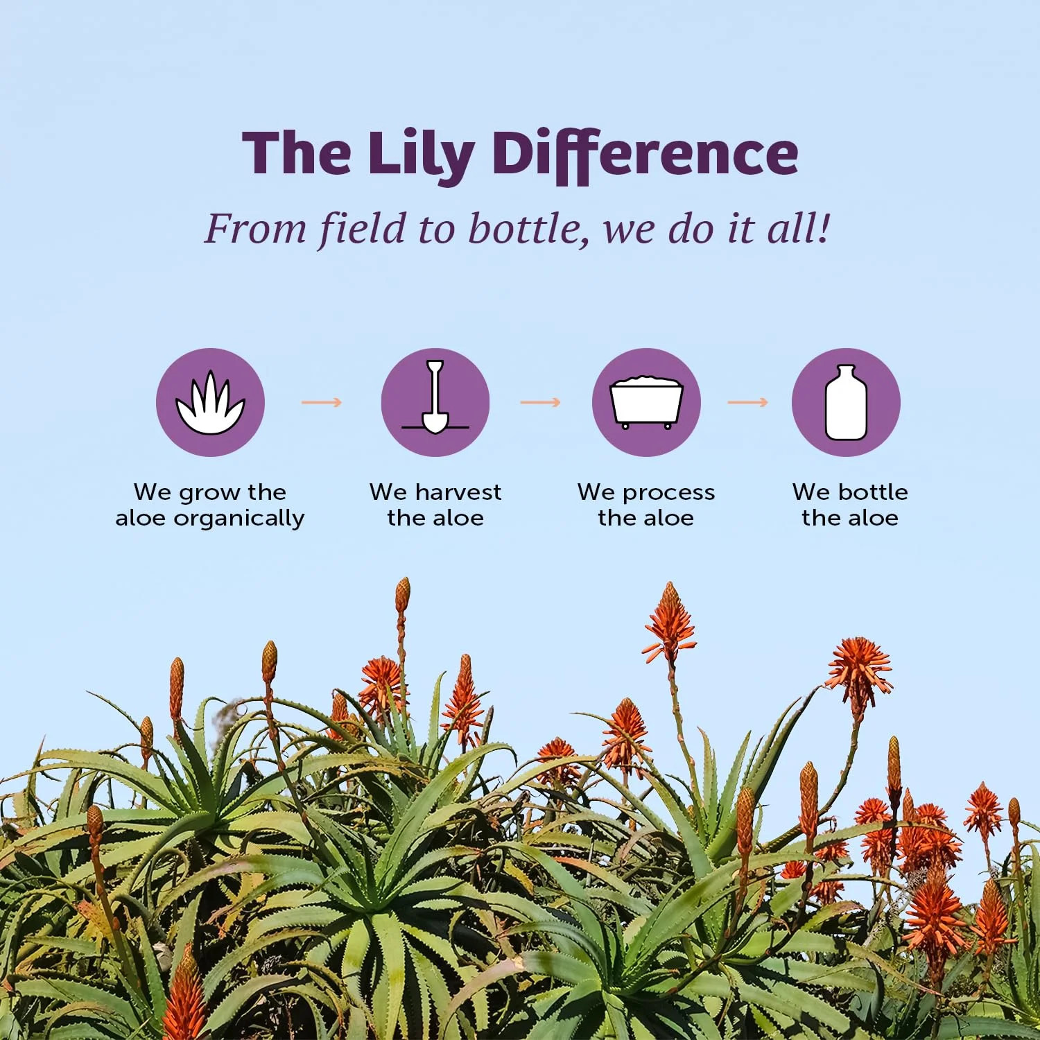 Lily Of The Desert Gelly Moisturizer – 99% Organic Aloe Vera Gel for Skin, After