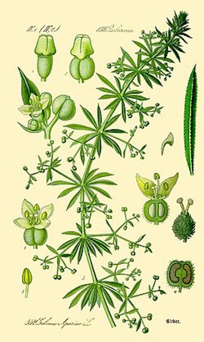Cleavers Herb – Cleavers Extract / Tincture – EASY – USA Made
