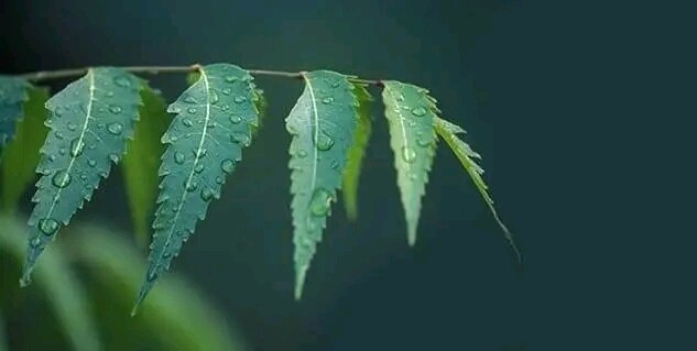 Ceylon Ayurvedic Organic Dried Kohomba Leaves (Azadirachta indica) Herbal 50g
