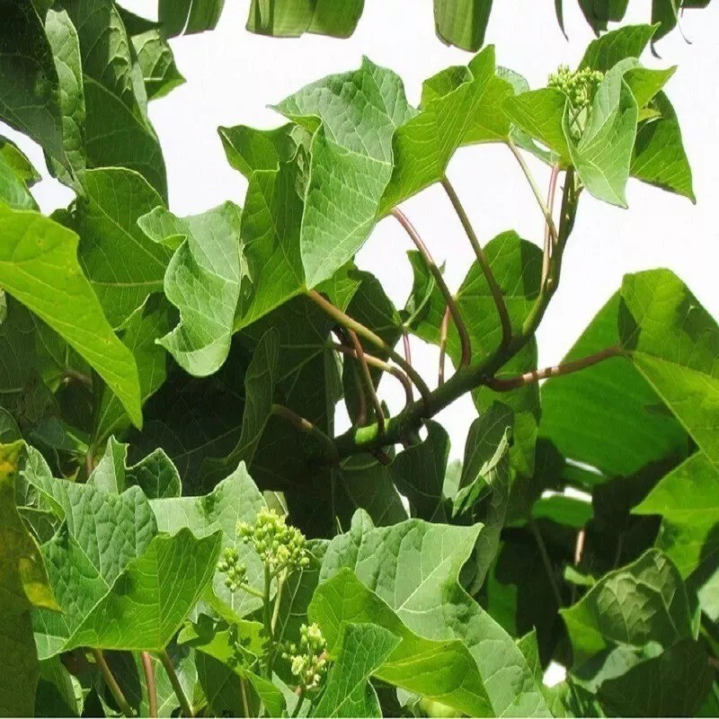 70g Dried Jatropha Curcas Leaf Powder Green 100% Natural Raw Botanical Sri Lanka