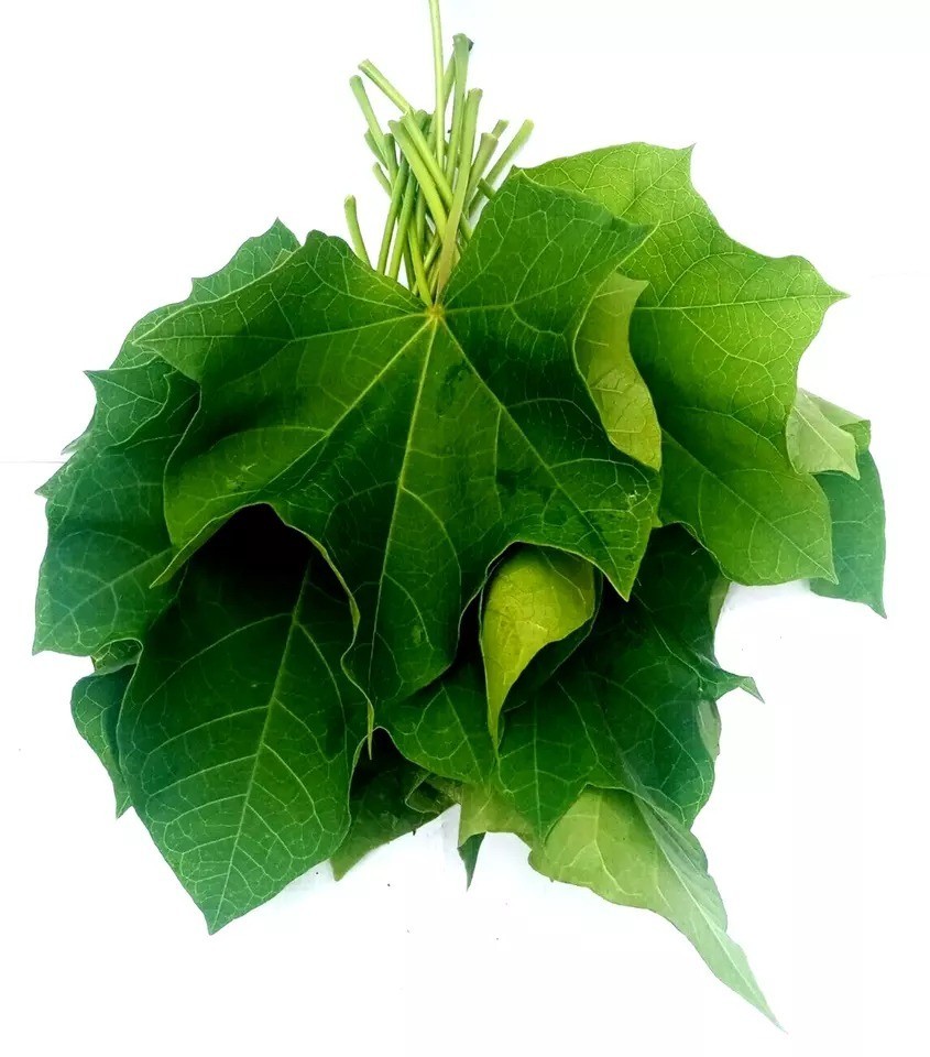 70g Dried Jatropha Curcas Leaf Powder Green 100% Natural Raw Botanical Sri Lanka