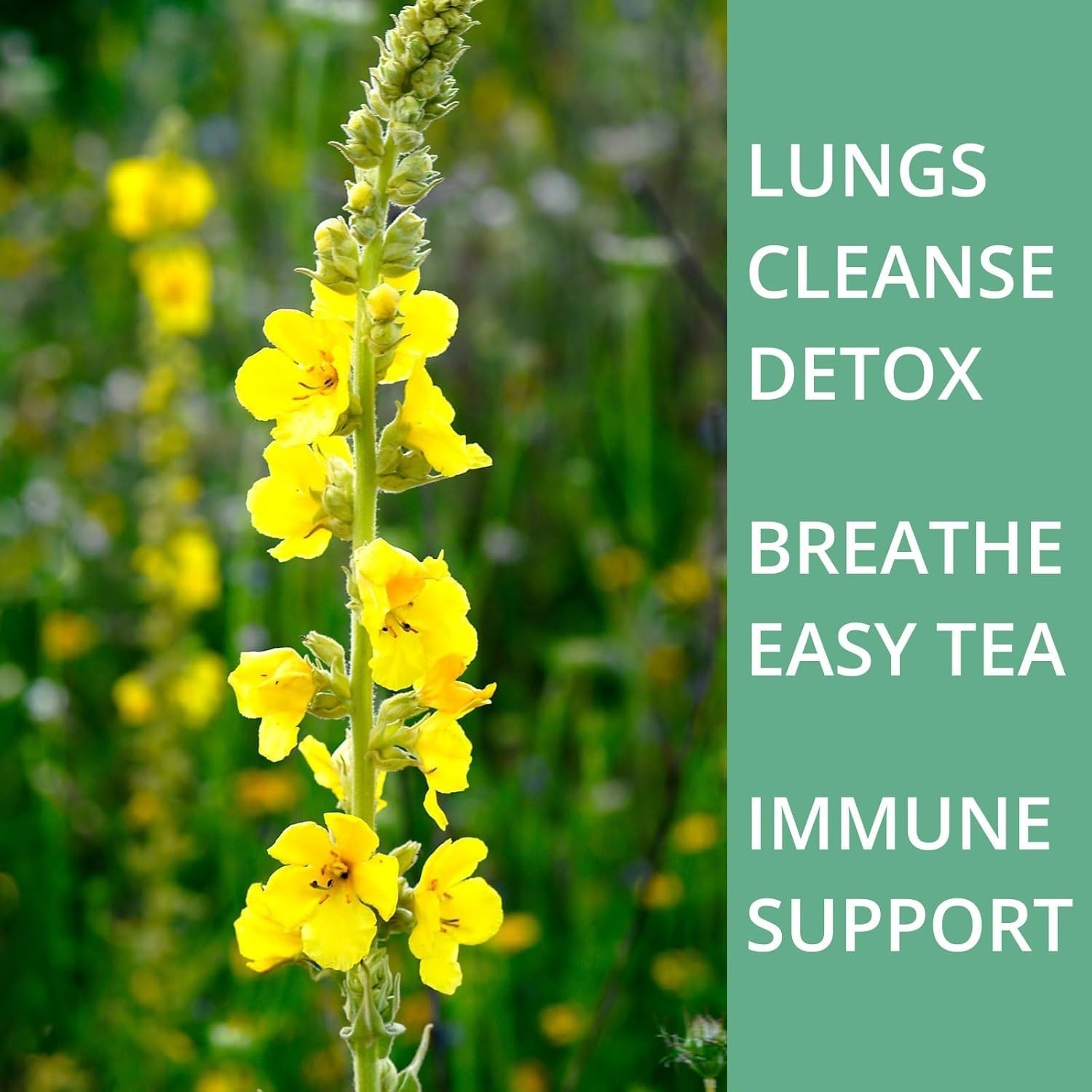 50 Mullein Tea Bags for Lungs, VitalForest 100% Pure Mullein Leave Tea.
